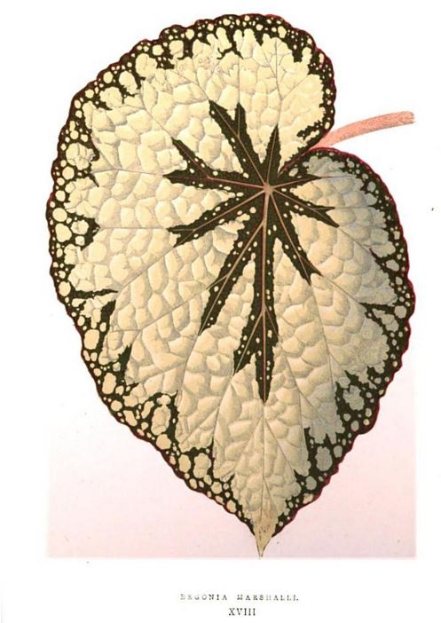 B. ‘Marshallii’